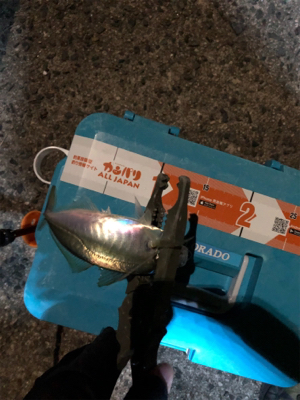 ナイトアジング