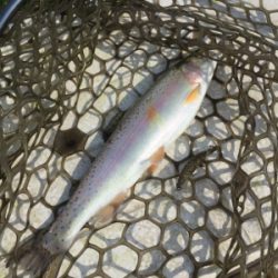 エリアトラウト