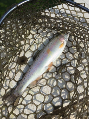 エリアトラウト