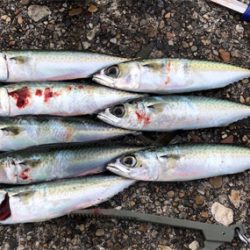 毎度の朝まずめサバゲー