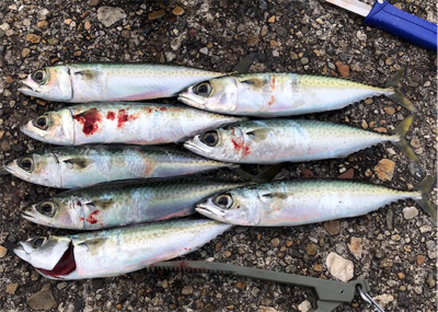 毎度の朝まずめサバゲー