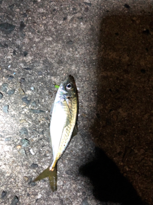 アジングいいですね