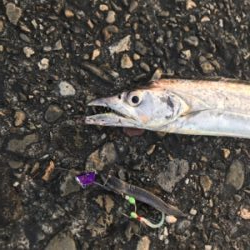 桜満開  タチウオ