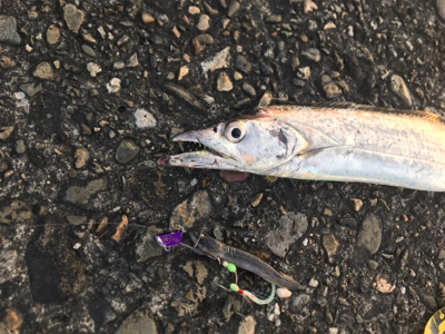 桜満開  タチウオ