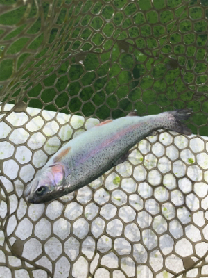 エリアトラウト