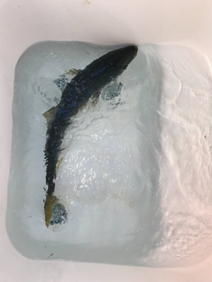 スロージギンク