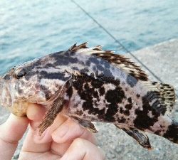 2019年4月4日釣行in箱崎ふ頭