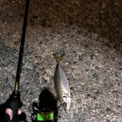 アジ釣り