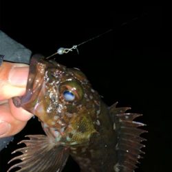 無風メバリング