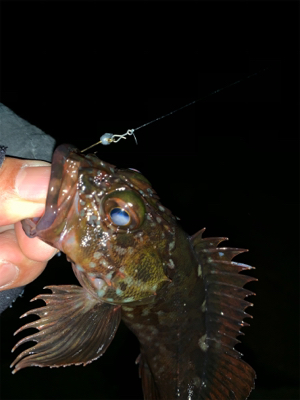 無風メバリング