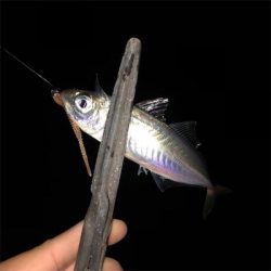 釣れてる聞いたからアジング