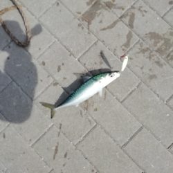 約1年ぶりの釣果