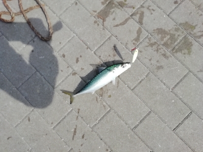 約1年ぶりの釣果