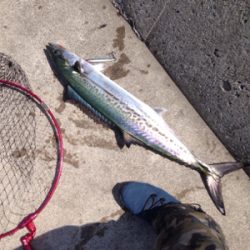 見渡す限り鳥山発生!