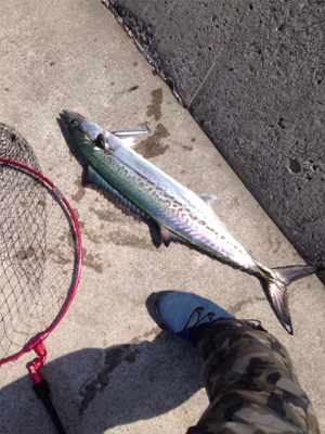 見渡す限り鳥山発生!