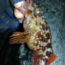 ナイトメバリング