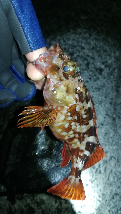 ナイトメバリング