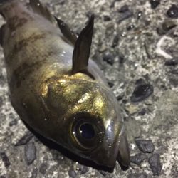 アジングのつもりが