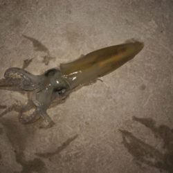 平成最後のヤリイカ釣り