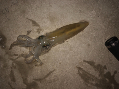 平成最後のヤリイカ釣り