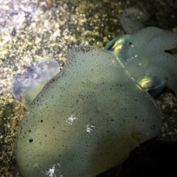 南紀エギング遠征