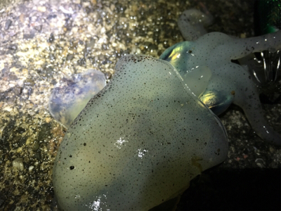 南紀エギング遠征