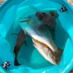 花見ガレイを夢見て