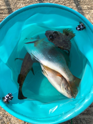 花見ガレイを夢見て