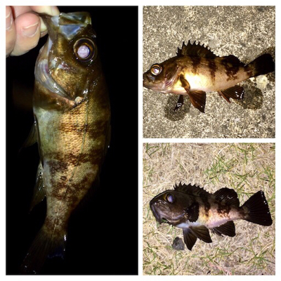 メバリング1825〜1935