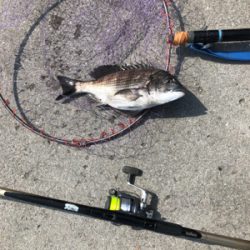 チヌフカセ釣り