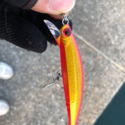 狙って釣れると嬉しいな。