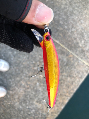 狙って釣れると嬉しいな。