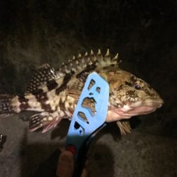 初めての生口島ライトゲーム