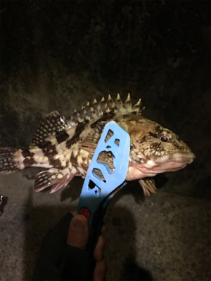 初めての生口島ライトゲーム