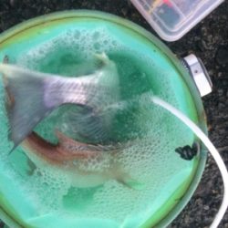 南紀遠征、3度目の正直!