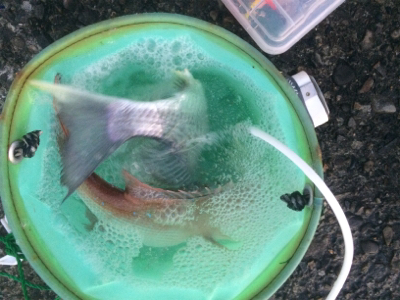 南紀遠征、3度目の正直!