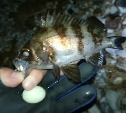 ナイトメバリング