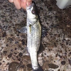 【須磨海岸】メバル祭り！陸っぱりメバリングで良型撮れます！