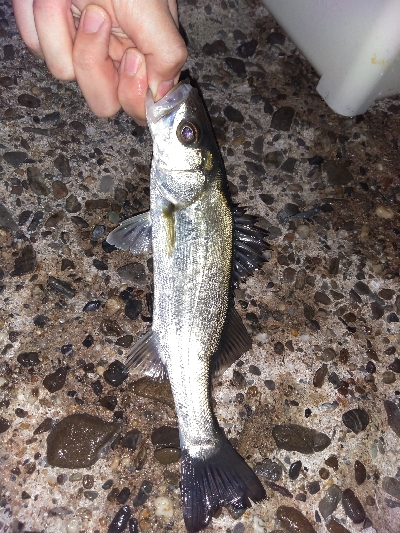 【須磨海岸】メバル祭り！陸っぱりメバリングで良型撮れます！