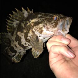 アジを求めて⑦