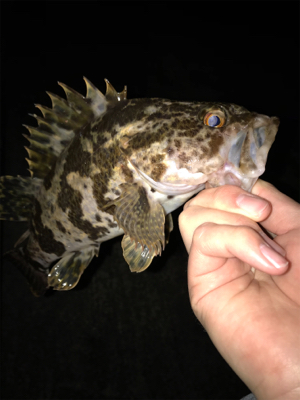 アジを求めて⑦