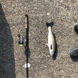 久々のデイシーバス