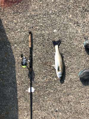 久々のデイシーバス