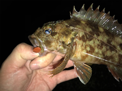 潮が動かなきゃどないもなりません