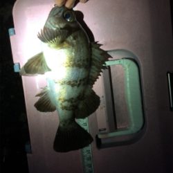 泉南サーフゲーム