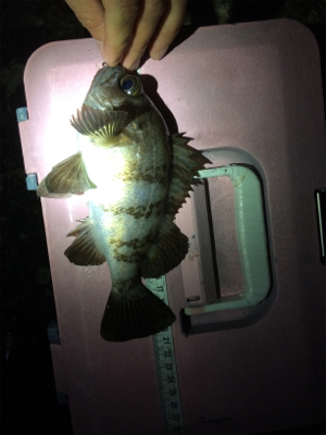 泉南サーフゲーム