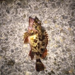 アイナメガシラ