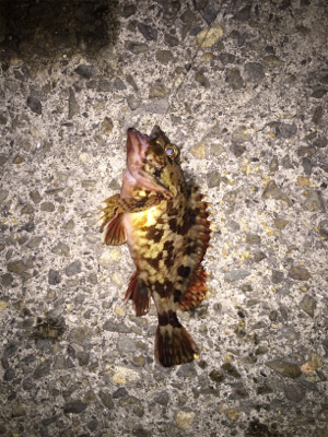 アイナメガシラ