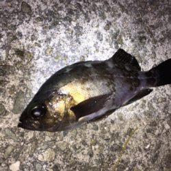 メバリング好調