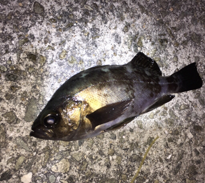 メバリング好調